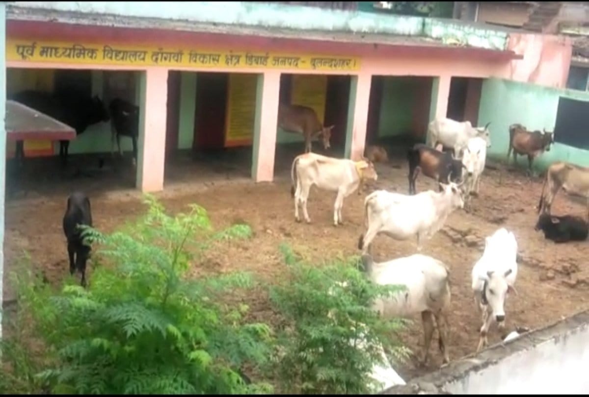Bulandshahar people tied cattle in Primary school