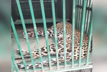 Leopard attack four injured in ronaht market shillai sirmaur himachal pradesh