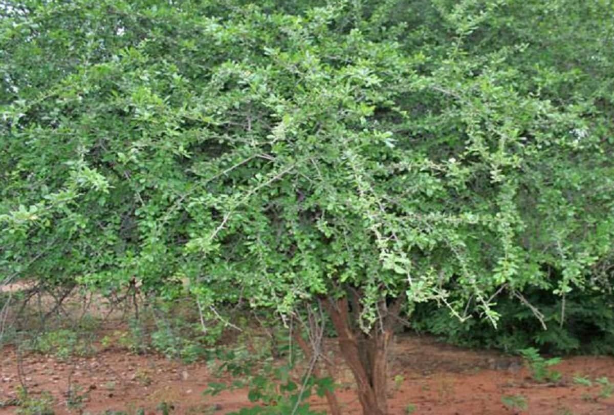 Mysterious Tree Laughs when tickled kaladhungi forest Uttarakhand