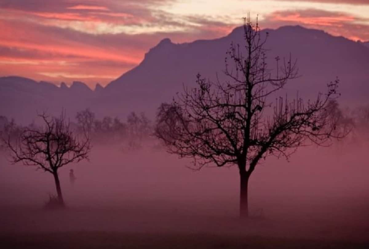 new rule in chennai applied three years jail for damaging trees