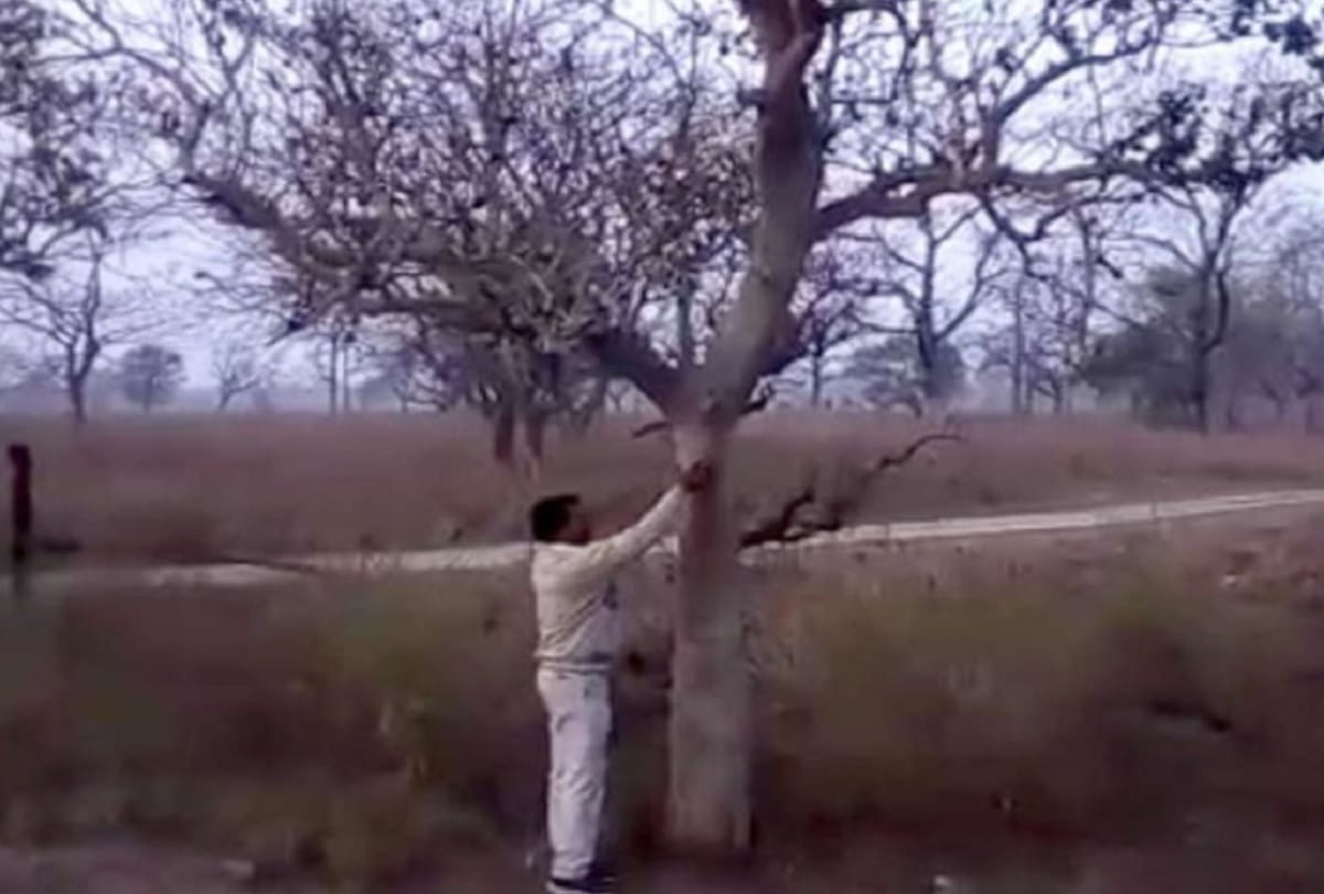 Mysterious Tree Laughs when tickled kaladhungi forest Uttarakhand