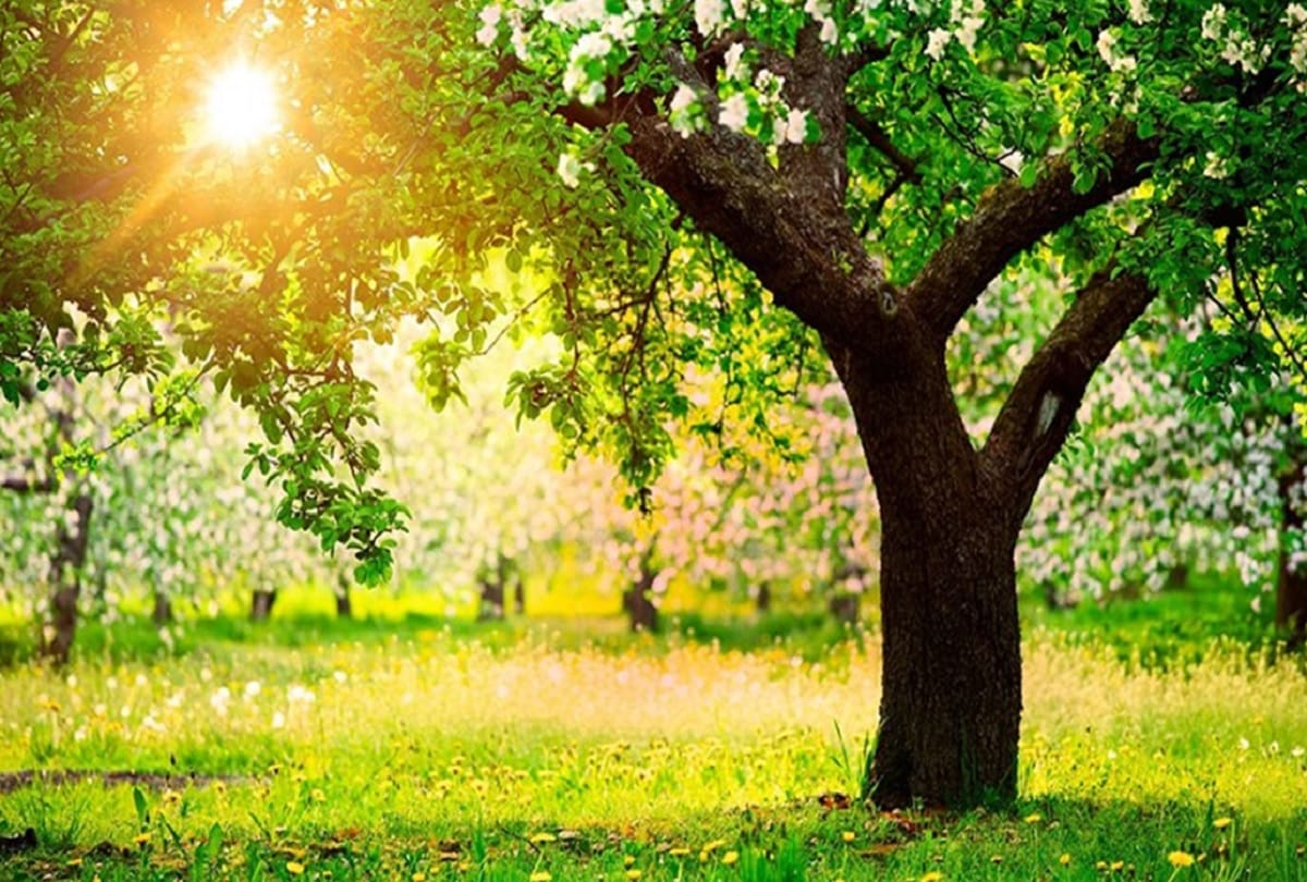 Old man climbed tree to commit suicide in Gorakhpur