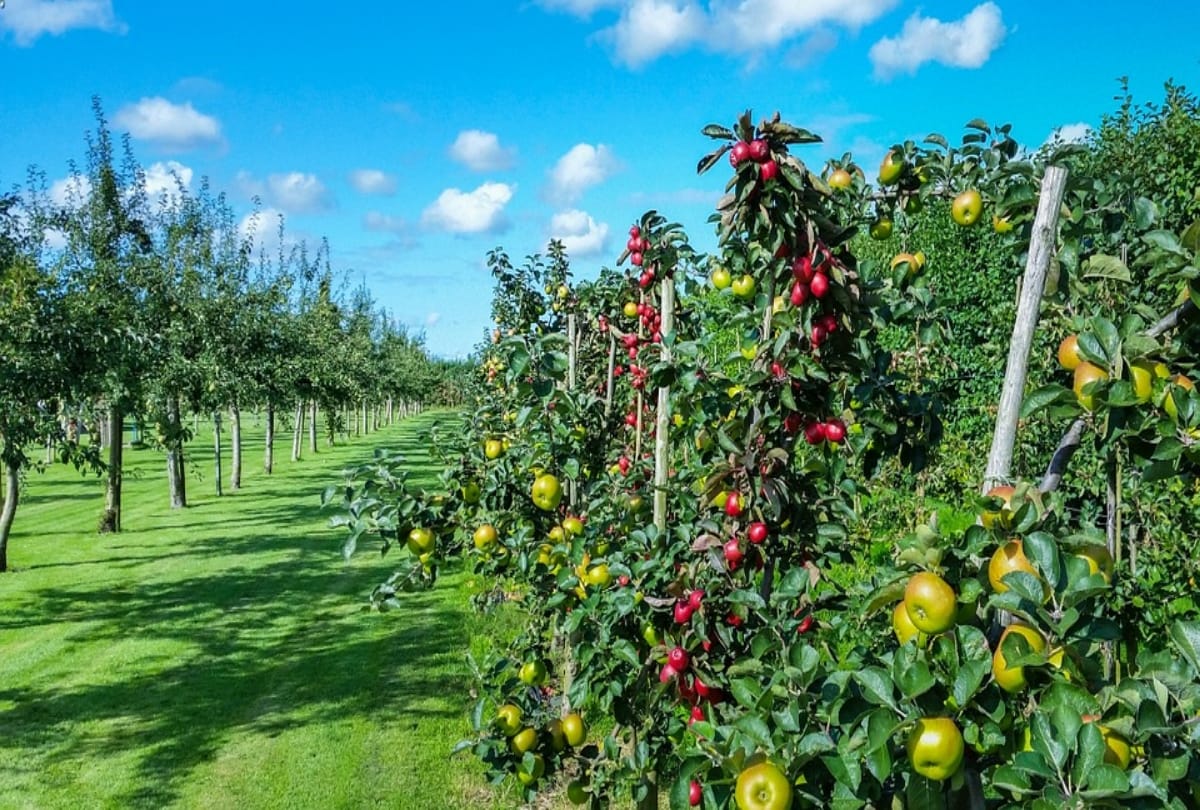plan a trip to ramgarh known as fruit bowl of kumaon uttarakhand