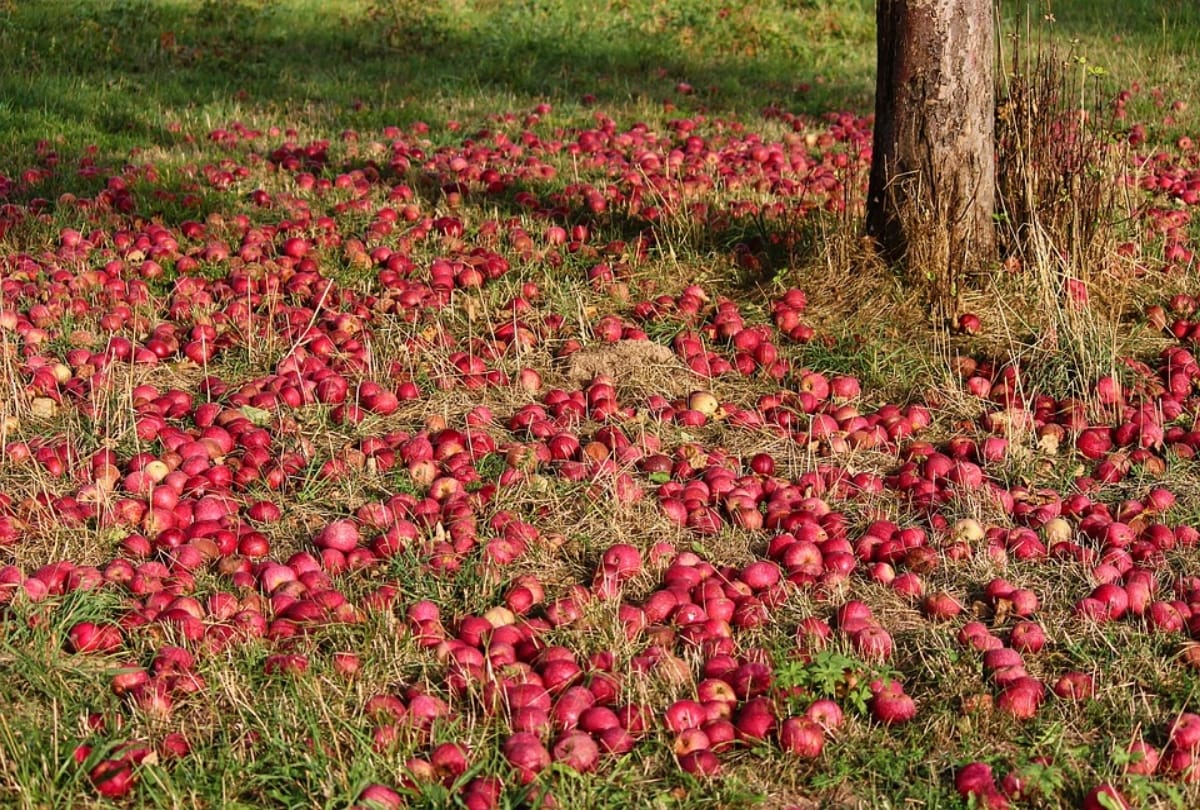 plan a trip to ramgarh known as fruit bowl of kumaon uttarakhand