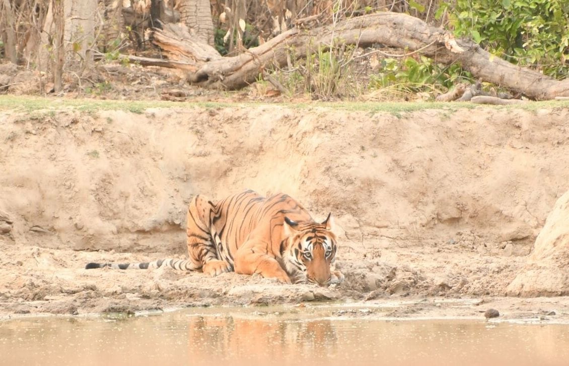 Cameras mounted for calculating tigers in range