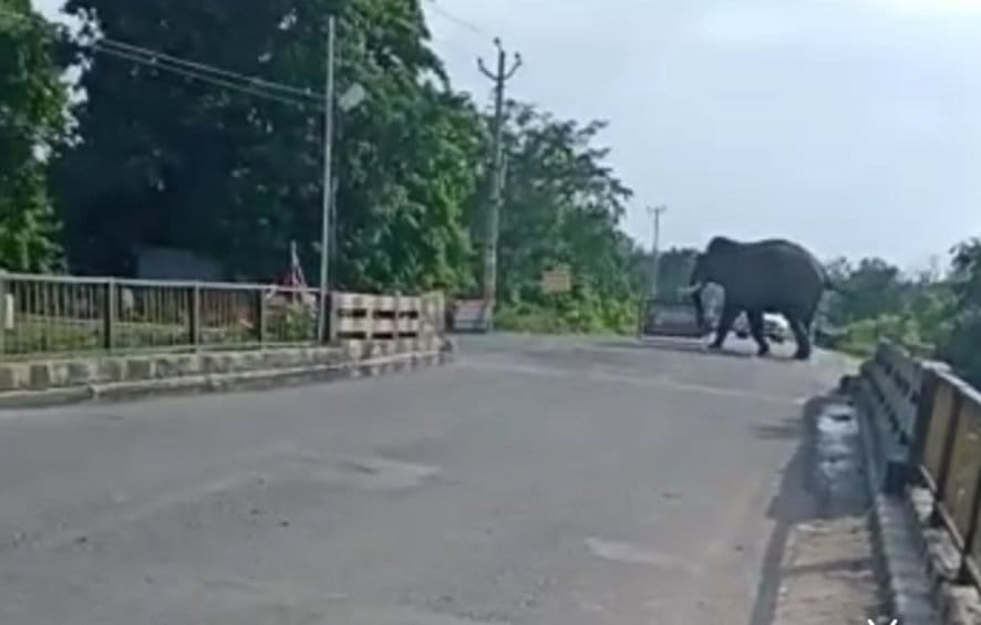 Wild elephant attacked