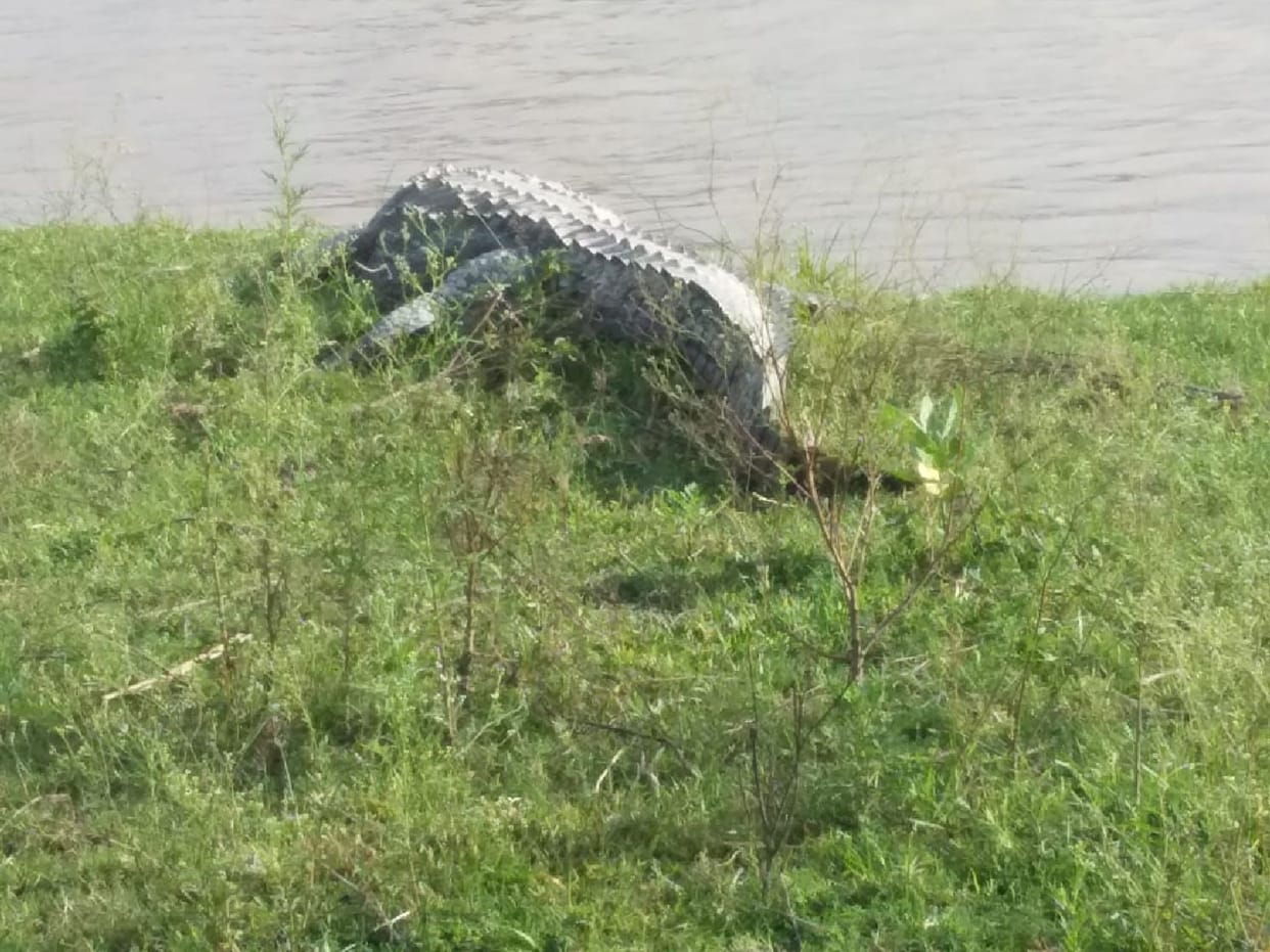 Crocodile killed the cow