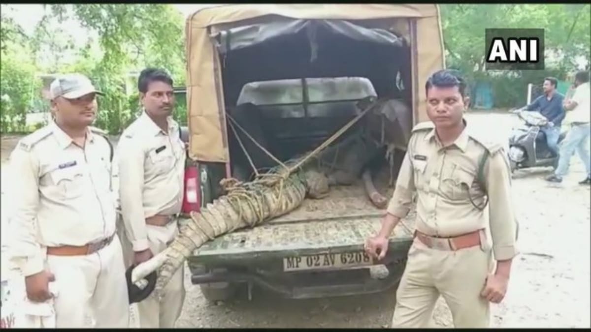 A team of forest officials caught a crocodile in  Damoh district of madhyapradesh
