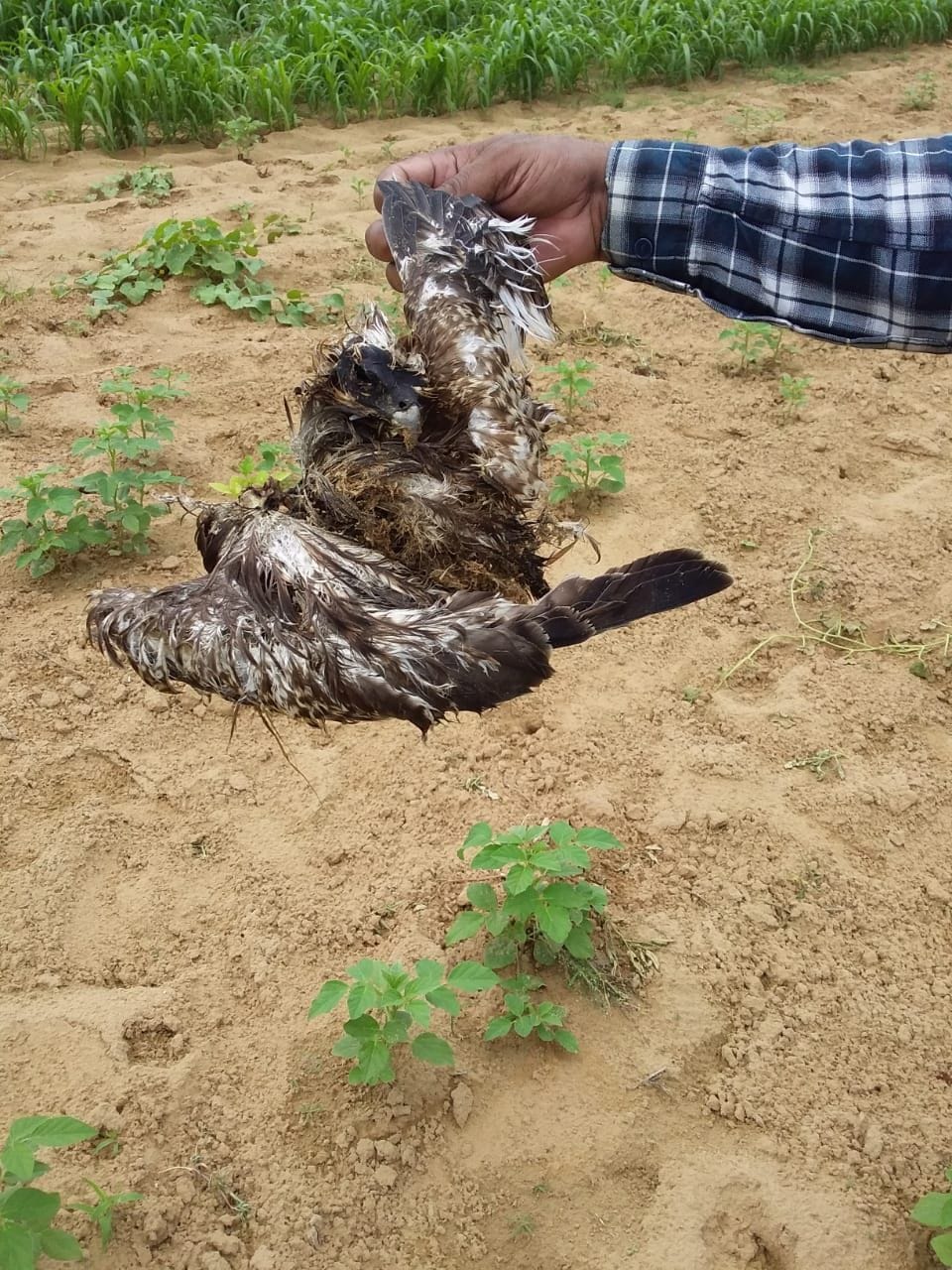 two hundred fity birds die by poisonous pimple