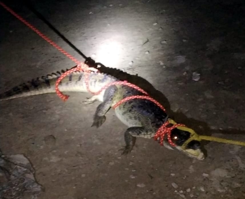 Crocodile enters Hidayatpur Chauhrawala