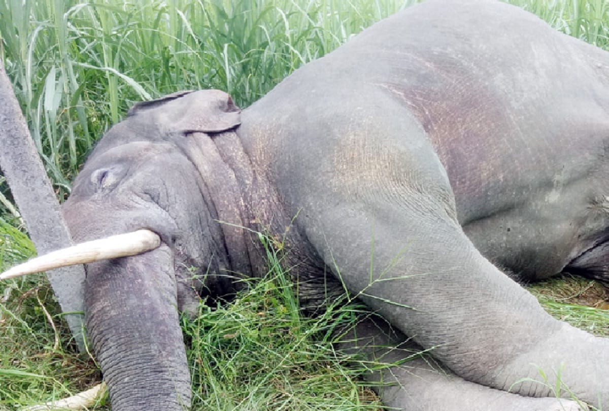 Elephant died due to electric current, Bareilly, UP