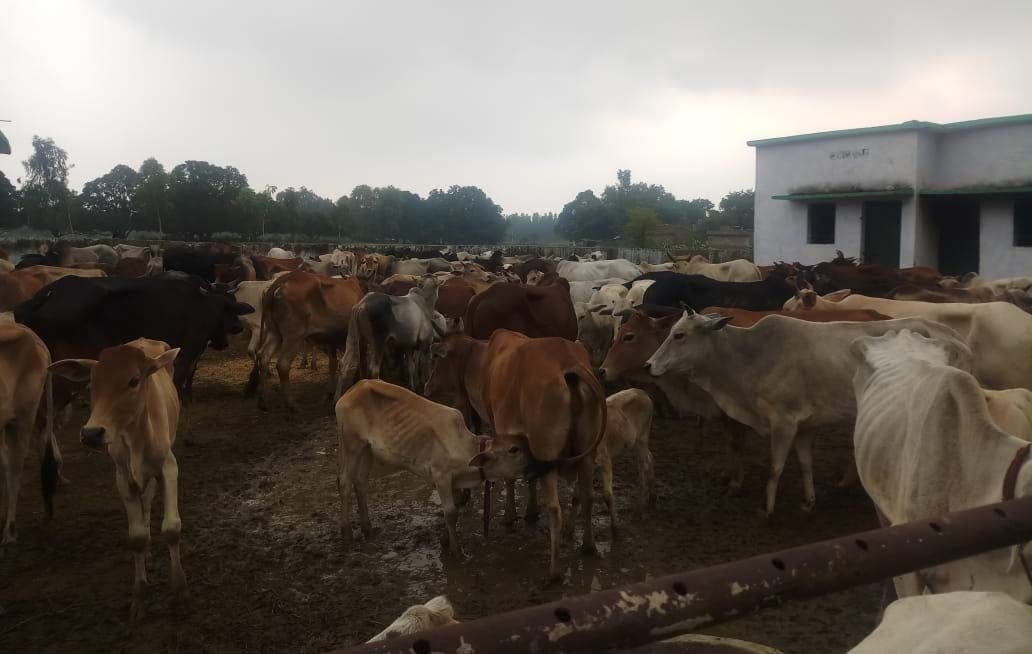 death of cattle
