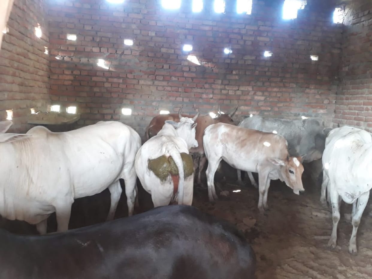cattle ?losed at Anganwadi center