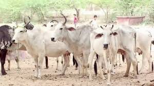 Prayagraj: 12 cows of Kanni Kanha Goshala again die due to negligence