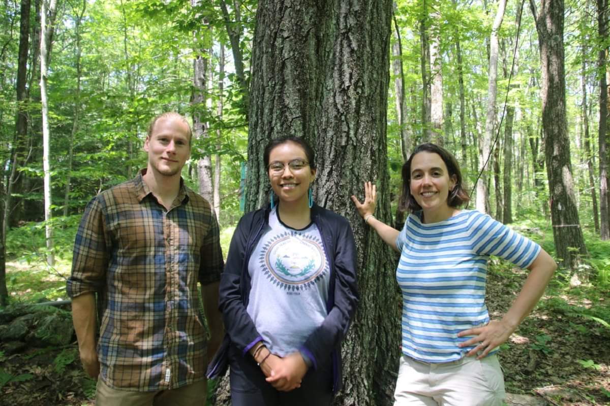 The Tree From Harvard Forest That Is Live Tweeting about Climate Change