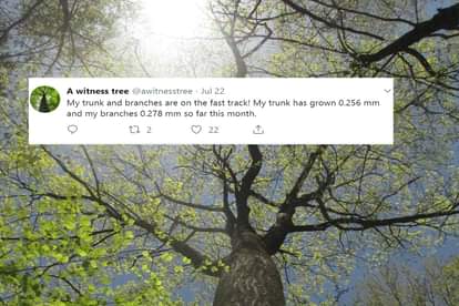 The Tree From Harvard Forest That Is Live Tweeting about Climate Change