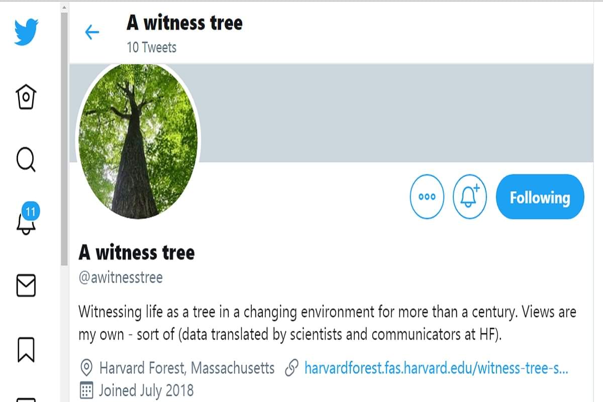 The Tree From Harvard Forest That Is Live Tweeting about Climate Change