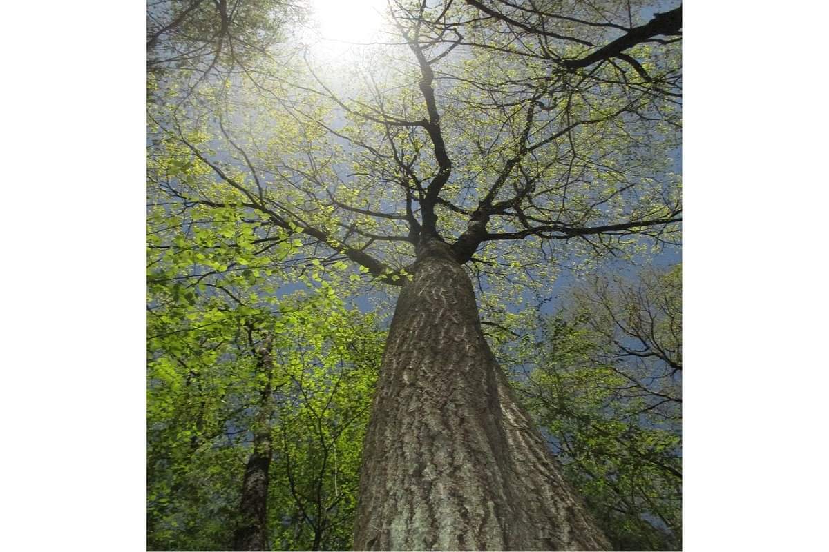 The Tree From Harvard Forest That Is Live Tweeting about Climate Change