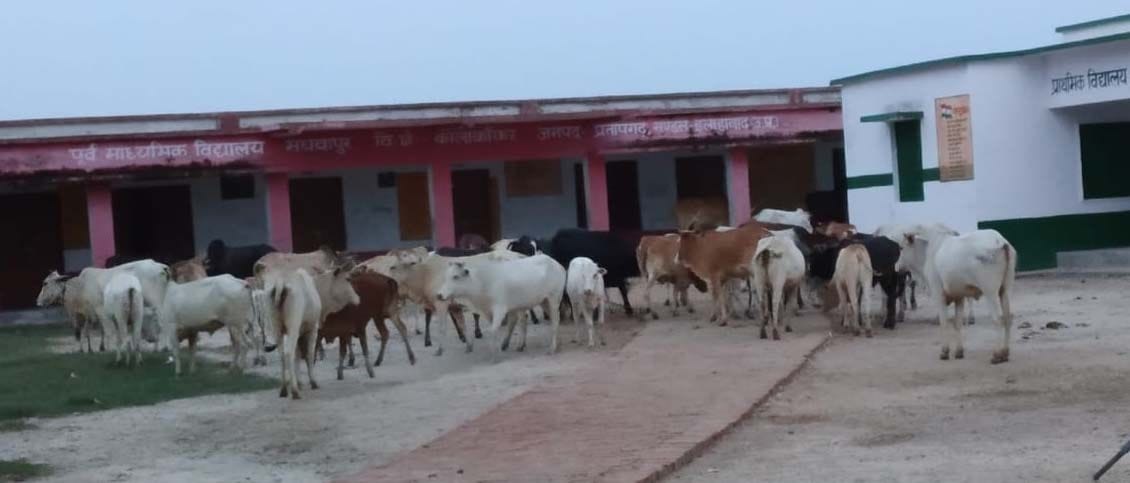 Villagers locked the animals in Madhavpur village