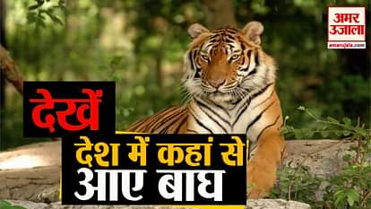 International Tiger Day 2019 : unknow facts about indian tigers