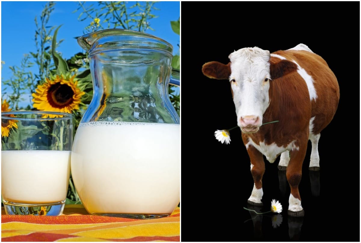 cow milk vs buffalo milk is good for health
