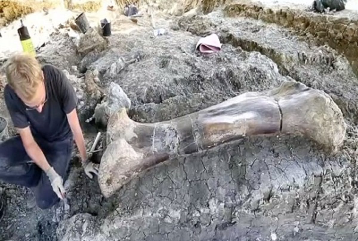 1400 lakh years old dinosaur bone weighting 499 kg found in France