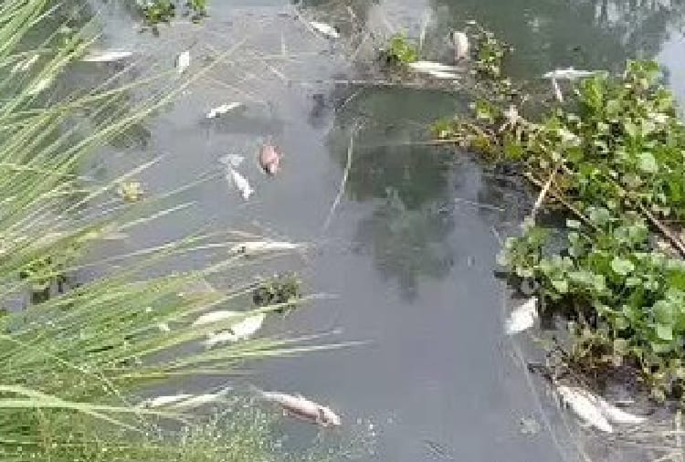 Fish Found Dead In Canal In Firozpur Of Punjab