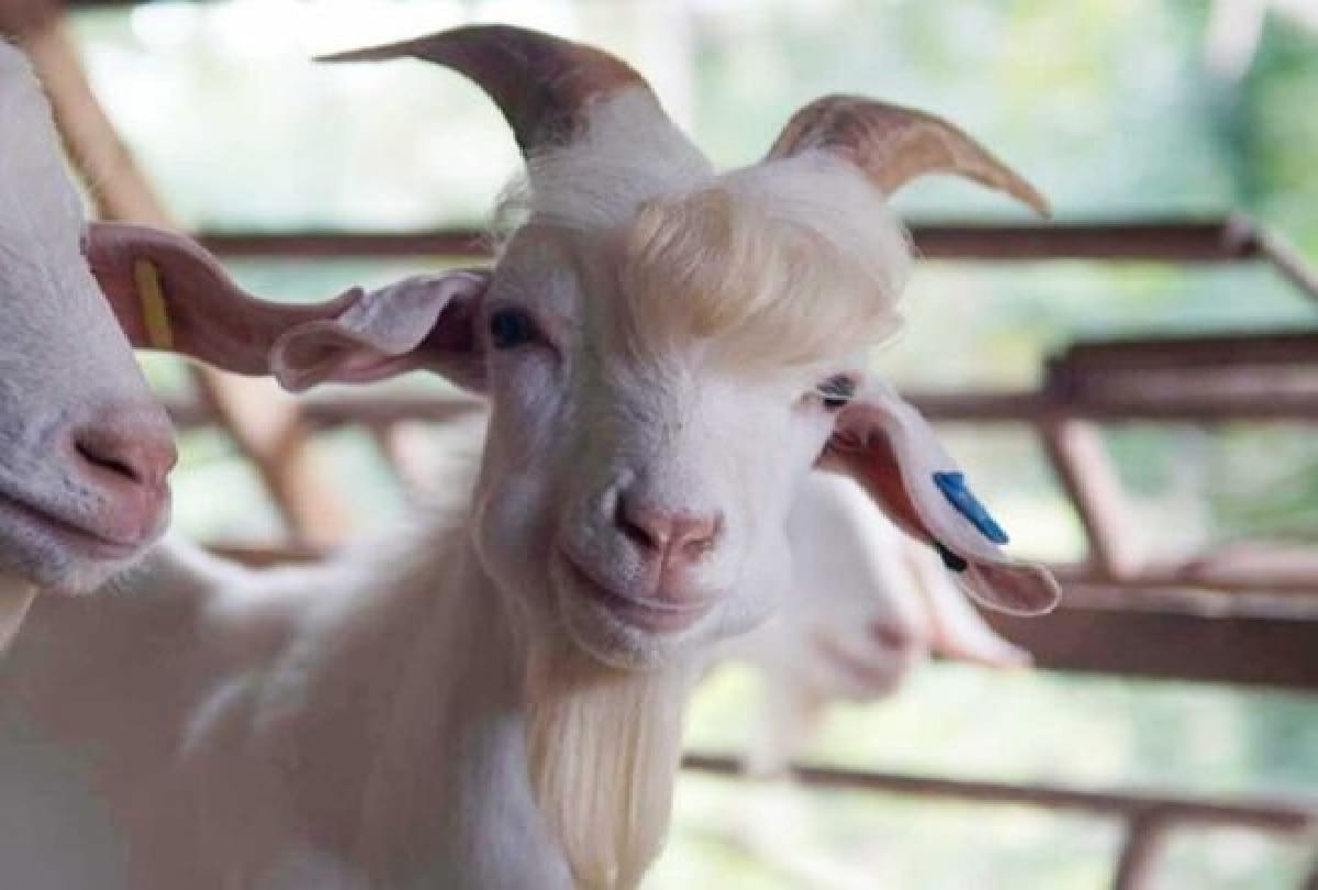 goat famous on social media for her photoshoot in Malaysia