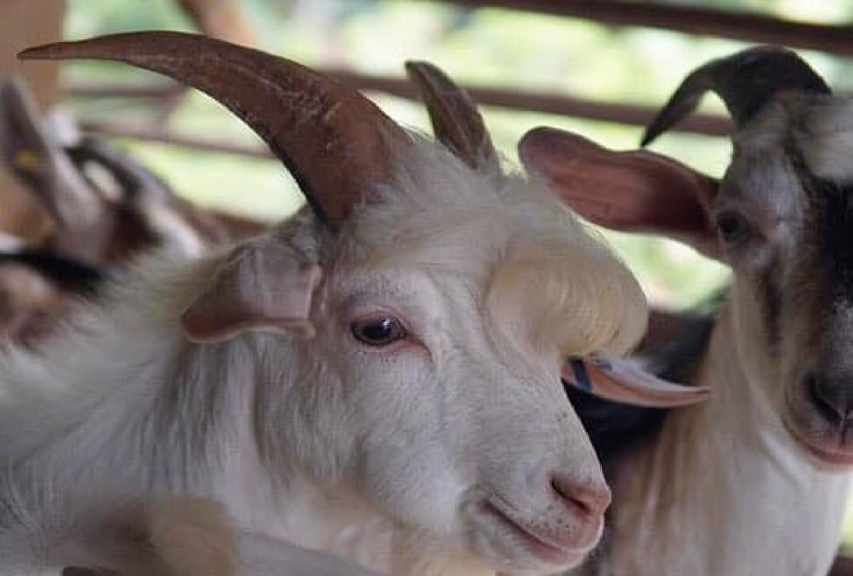 goat famous on social media for her photoshoot in Malaysia