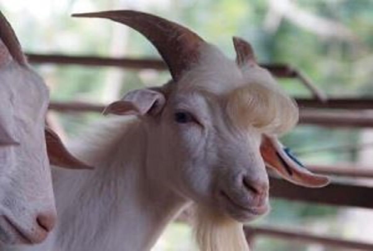 goat famous on social media for her photoshoot in Malaysia