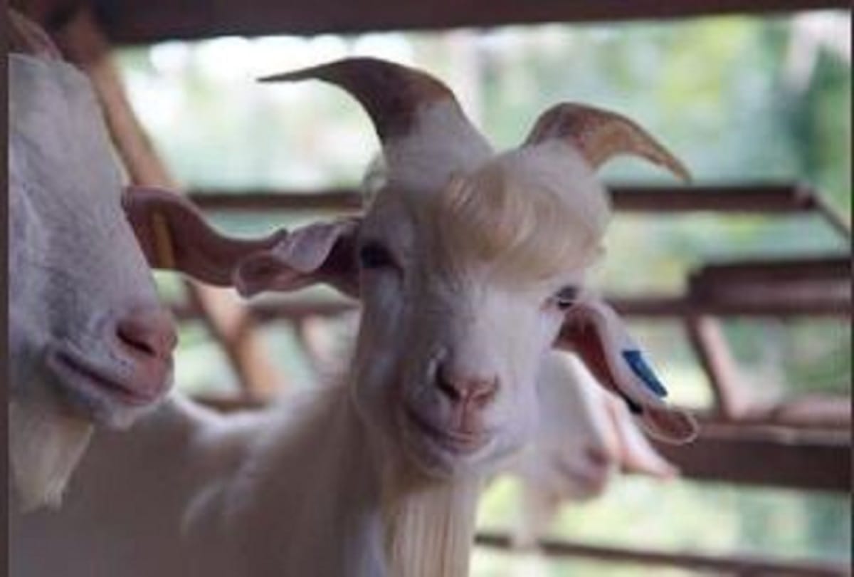 goat famous on social media for her photoshoot in Malaysia