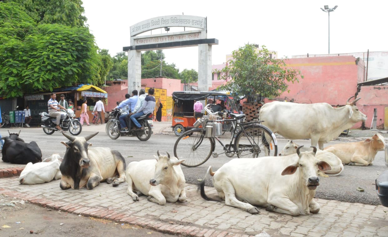 72 cow shelter,  cattle on the road