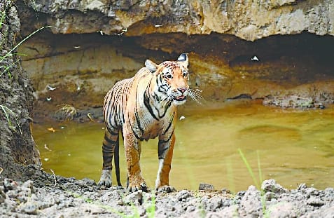 world tiger day