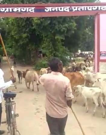 Farmers made stray animals inside the police station