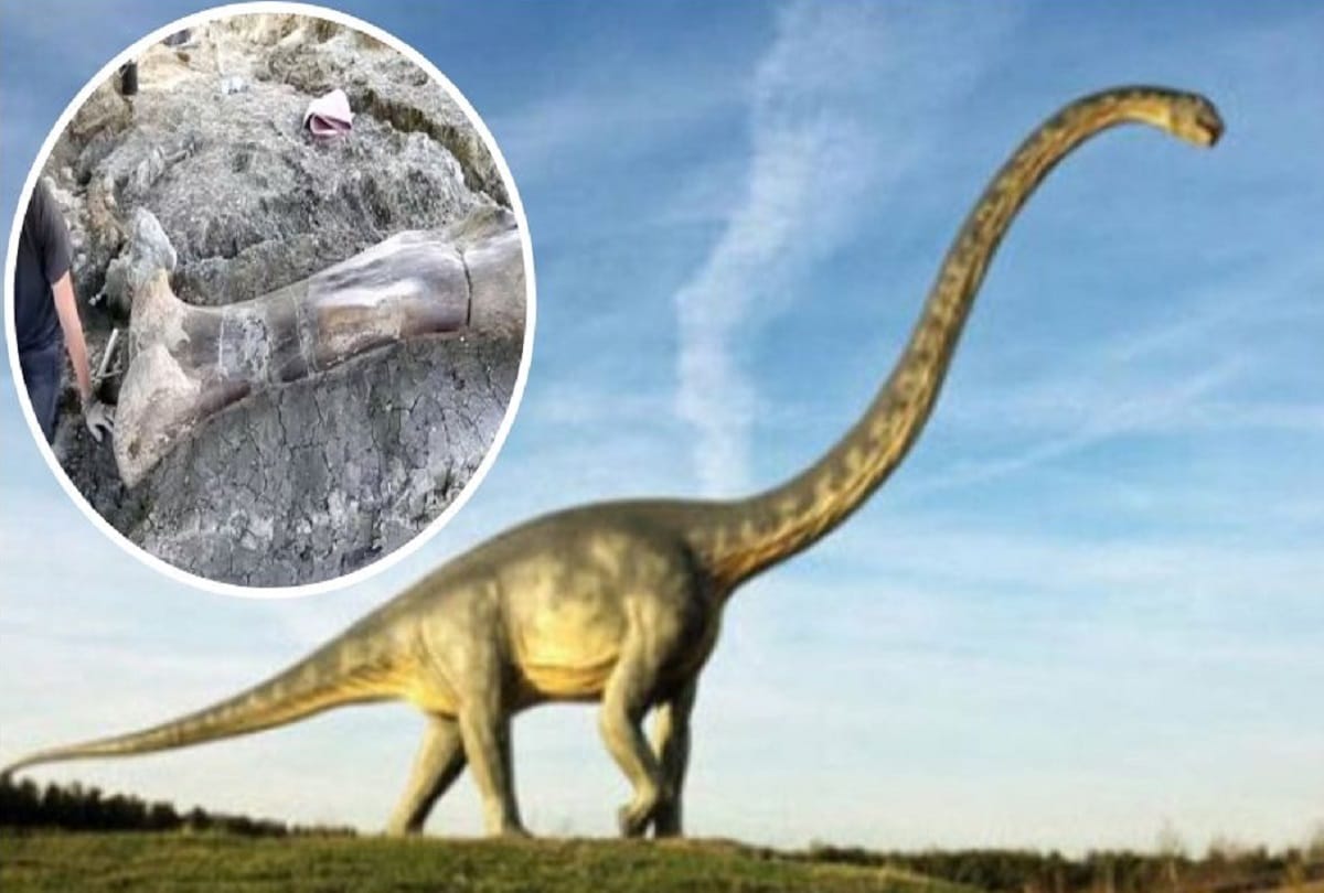 GSI Researcher says 100 million year old sauropod dinosaur fossils found in Meghalaya