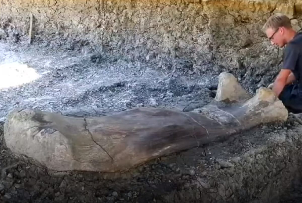 1400 lakh years old dinosaur bone weighting 499 kg found in France