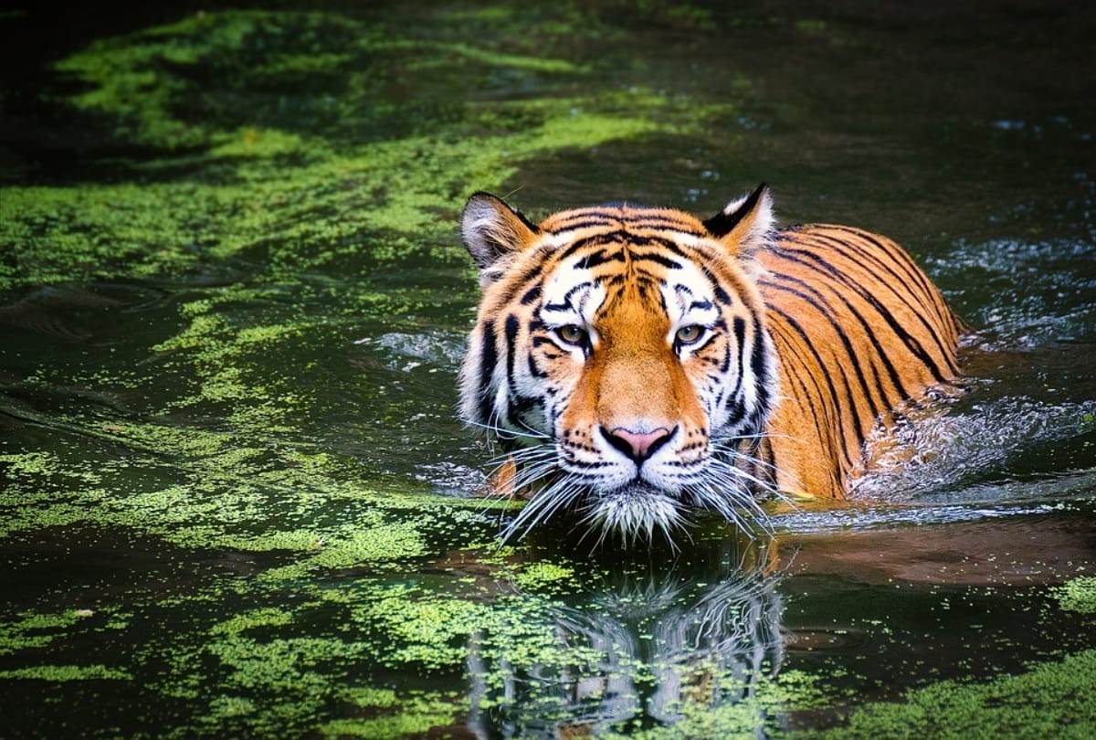 world tiger day 2019 plan most adventure trip to India's wildlife national parks