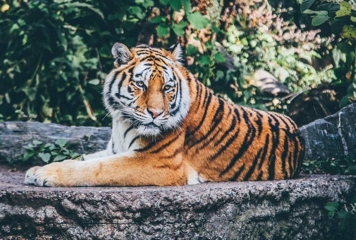 world tiger day 2019 plan most adventure trip to India's wildlife national parks