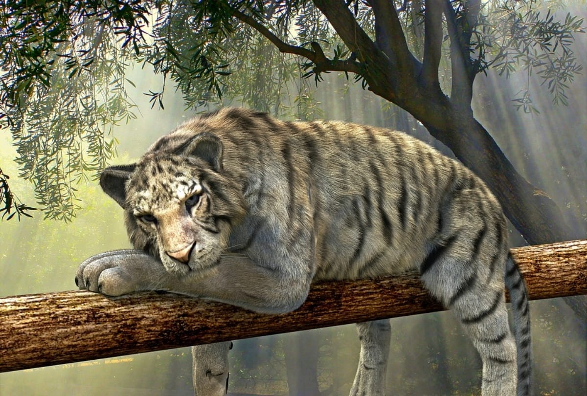 world tiger day 2019 plan most adventure trip to India's wildlife national parks