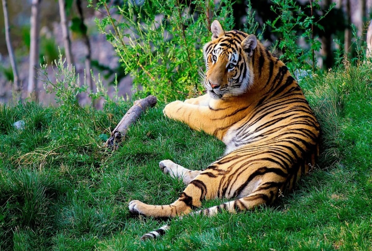 world tiger day 2019 plan most adventure trip to India's wildlife national parks