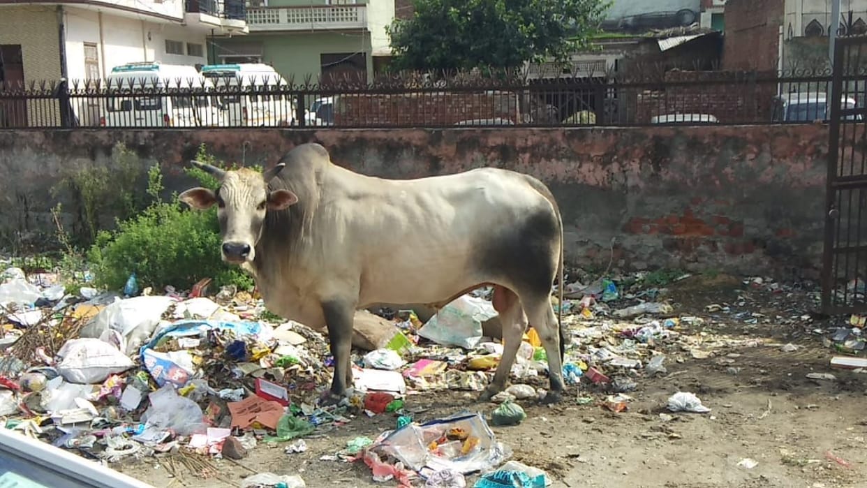 bull hit man