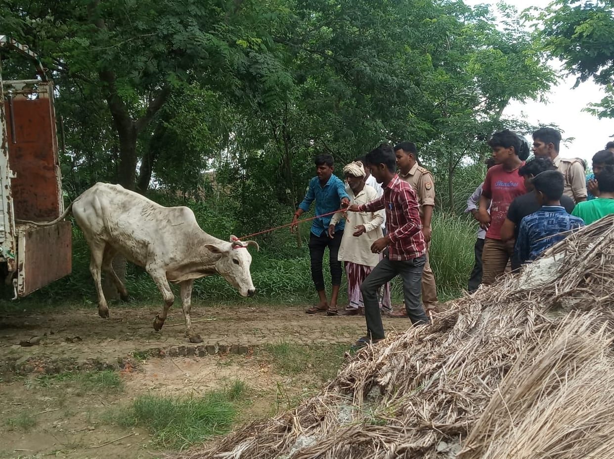 Cow in school study not start