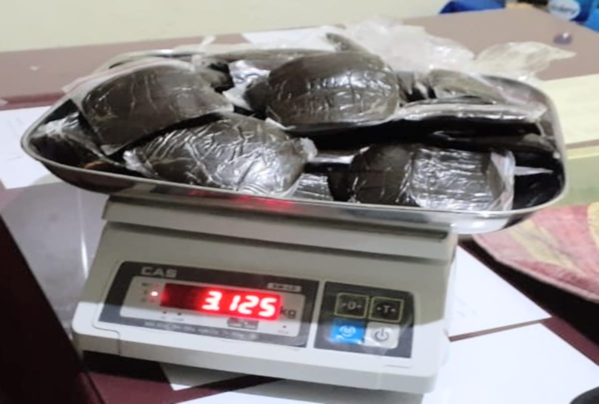 youth arrested with cannabis in kullu himachal