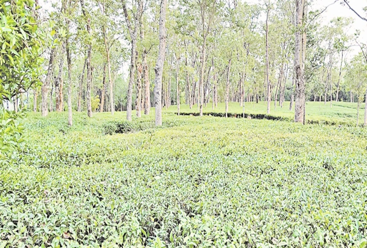Cold drink and Tea wine will also be made from famous Kangra tea