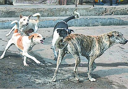 Sterilization of dogs will continue for more than next five years