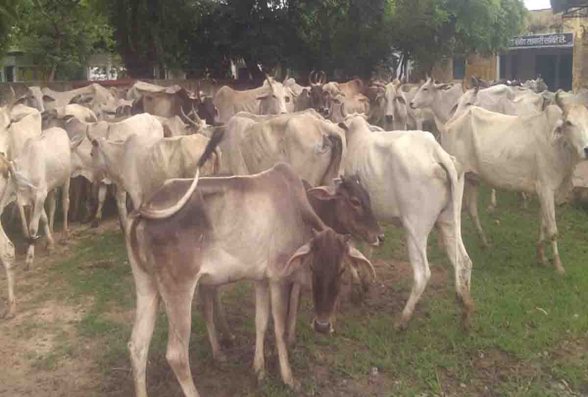 farmer closed five hundred cattle in Co-operative society complex