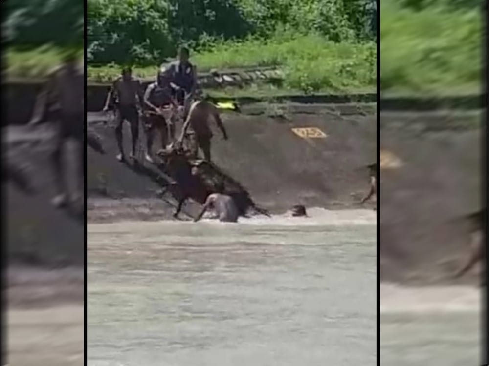 International Wrestler father saved cow flowing in ganges in rishikesh