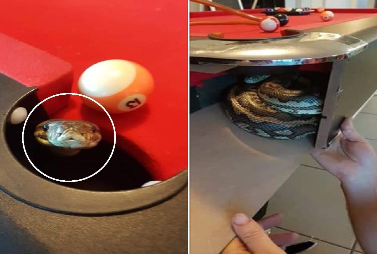 python pops out of pool table in the middle of game in brisbane australia players shocked