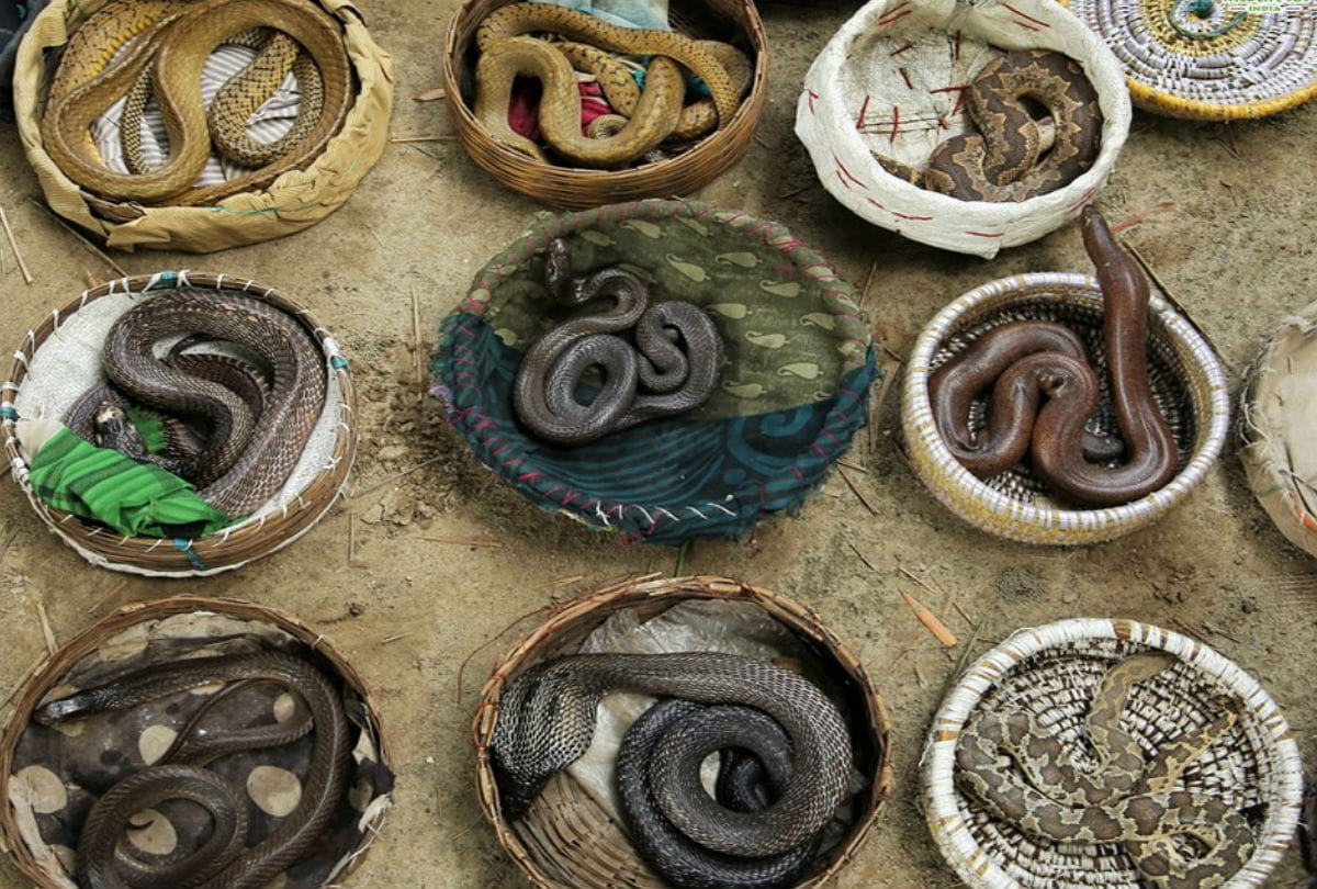 Anti Poaching by Wild Life Sos Team caught rare species of Snakes