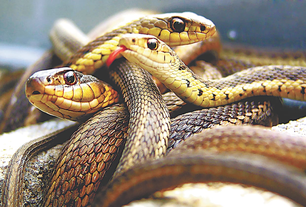 31 dead in 35 days, no compensation for snakes bite death